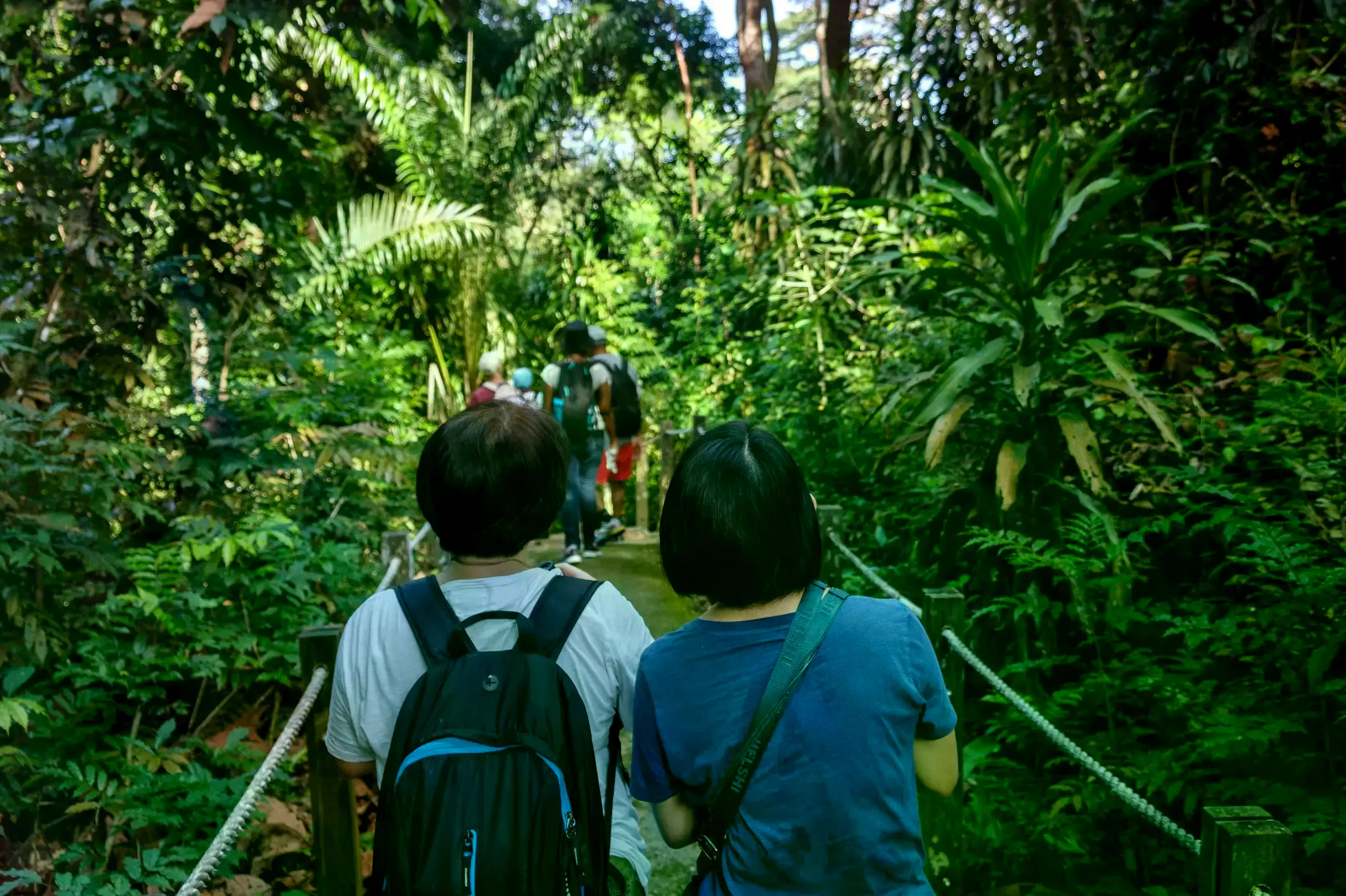 Un langur de bandas de Raffles (Presbytis femoralis) en un árbol.