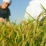 Cosechas de verano en Bolivia avanzan con buenos rendimientos pero enfrentan clima adverso y bajos precios