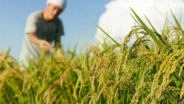 Productores de arroz.