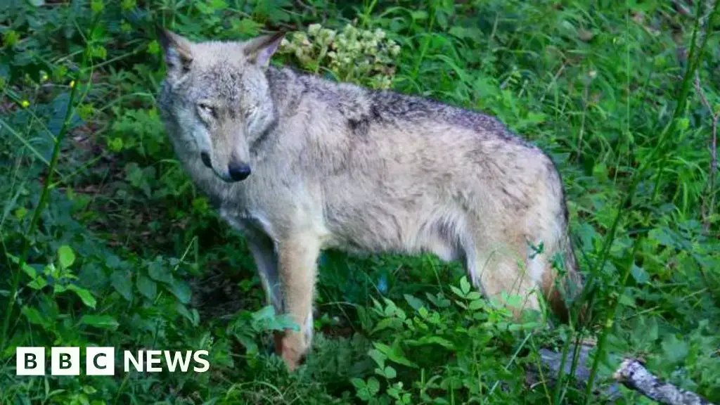 Imagen de un lobo en Italia, donde viven unos 3.300 ejemplares según un censo de 2020-2021.