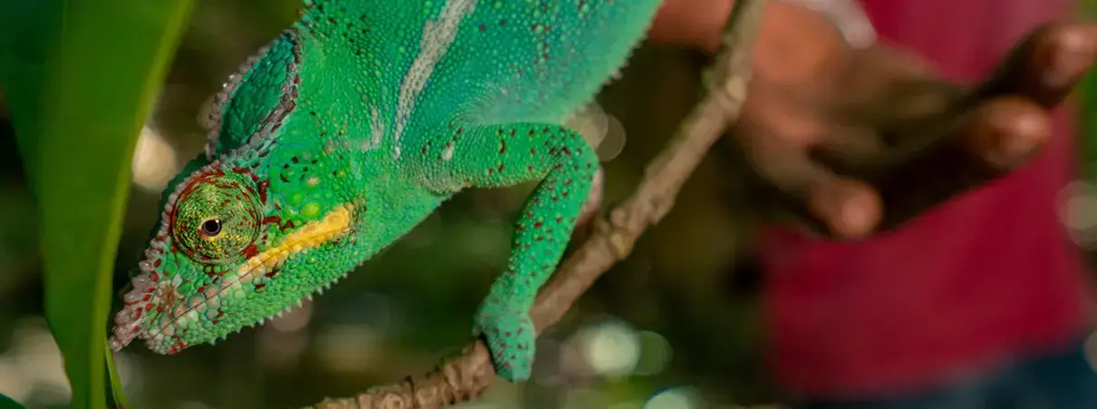 Un camaleón pantera (Furcifer pardalis) en una plantación de cacao en Ambanja, noroeste de Madagascar.