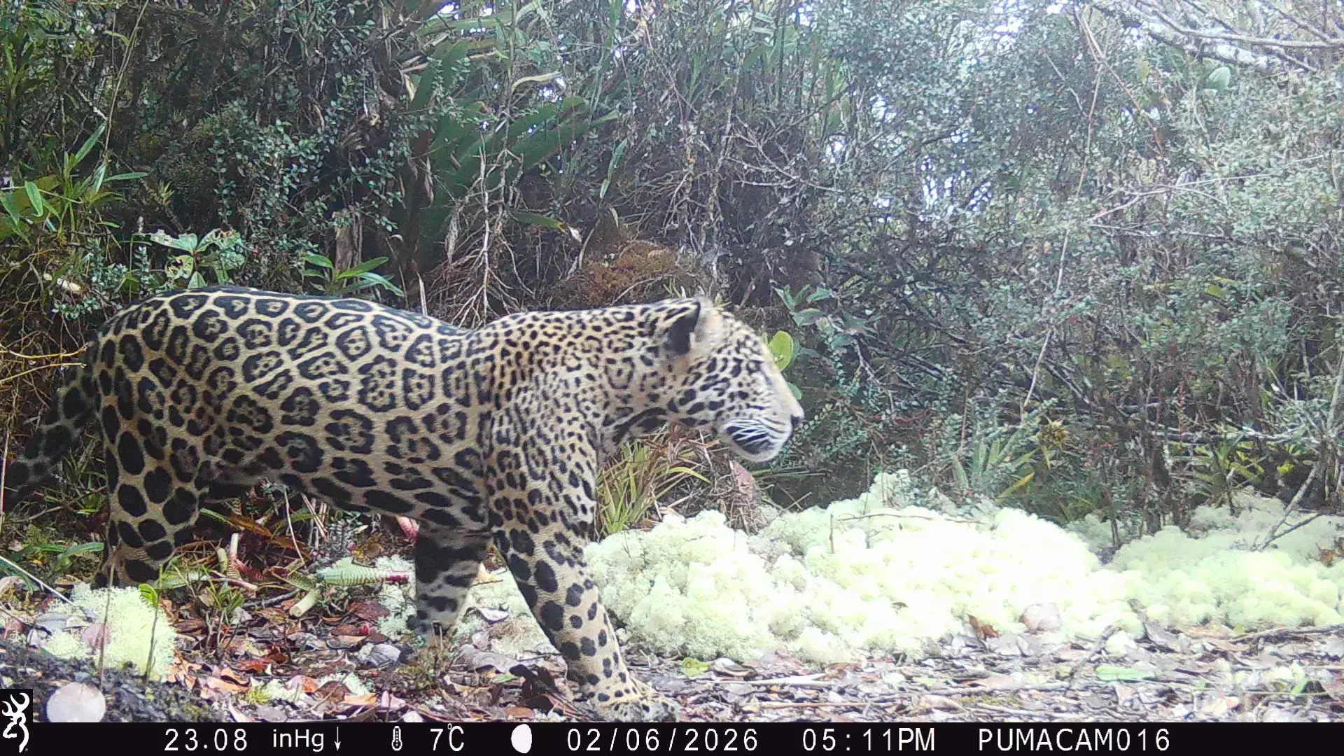 Un jaguar macho sano captado por una cámara trampa en la Sierra del Merendón, Honduras.