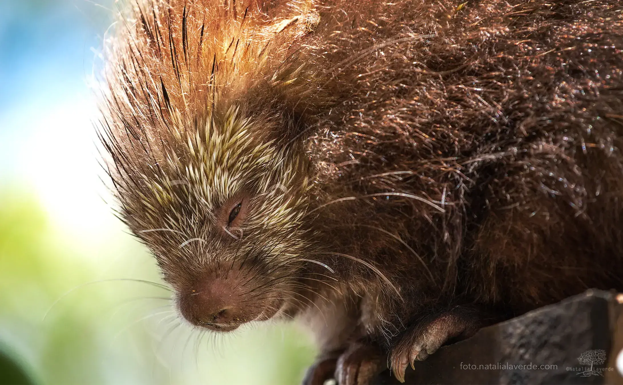 Moray eels (Gymnothorax dovii) in the Malpelo Fauna and Flora Sanctuary.