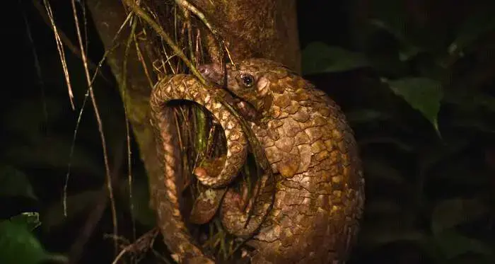 Un pangolín de vientre blanco en un árbol en Nigeria.