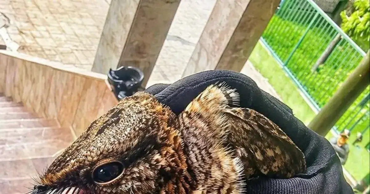 Pichón de guajojó rescatado por la Policía