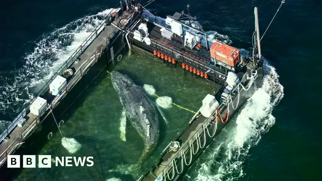 La ballena nadaba en la balsa mientras era remolcada fuera de las aguas alemanas.