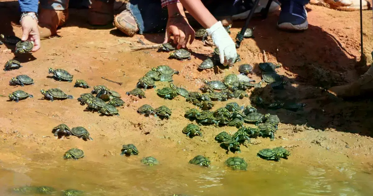 La liberación de las petas busca potenciar la población de tortugas de agua dulce en Pando