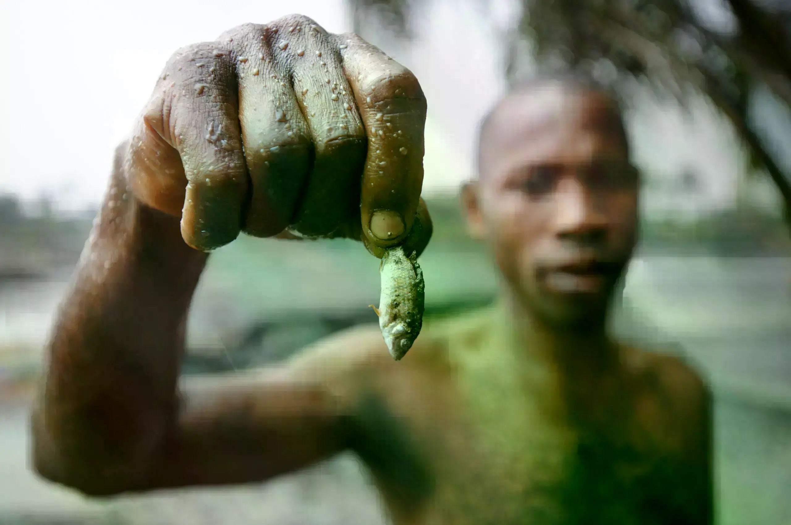 Efectos de un derrame de petróleo en Goi Creek, Nigeria, en agosto de 2010. Los conflictos relacionados con derrames de petró