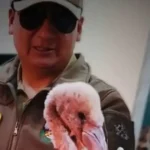 Rescatan cría de flamenco rosado en ingenio minero de Potosí