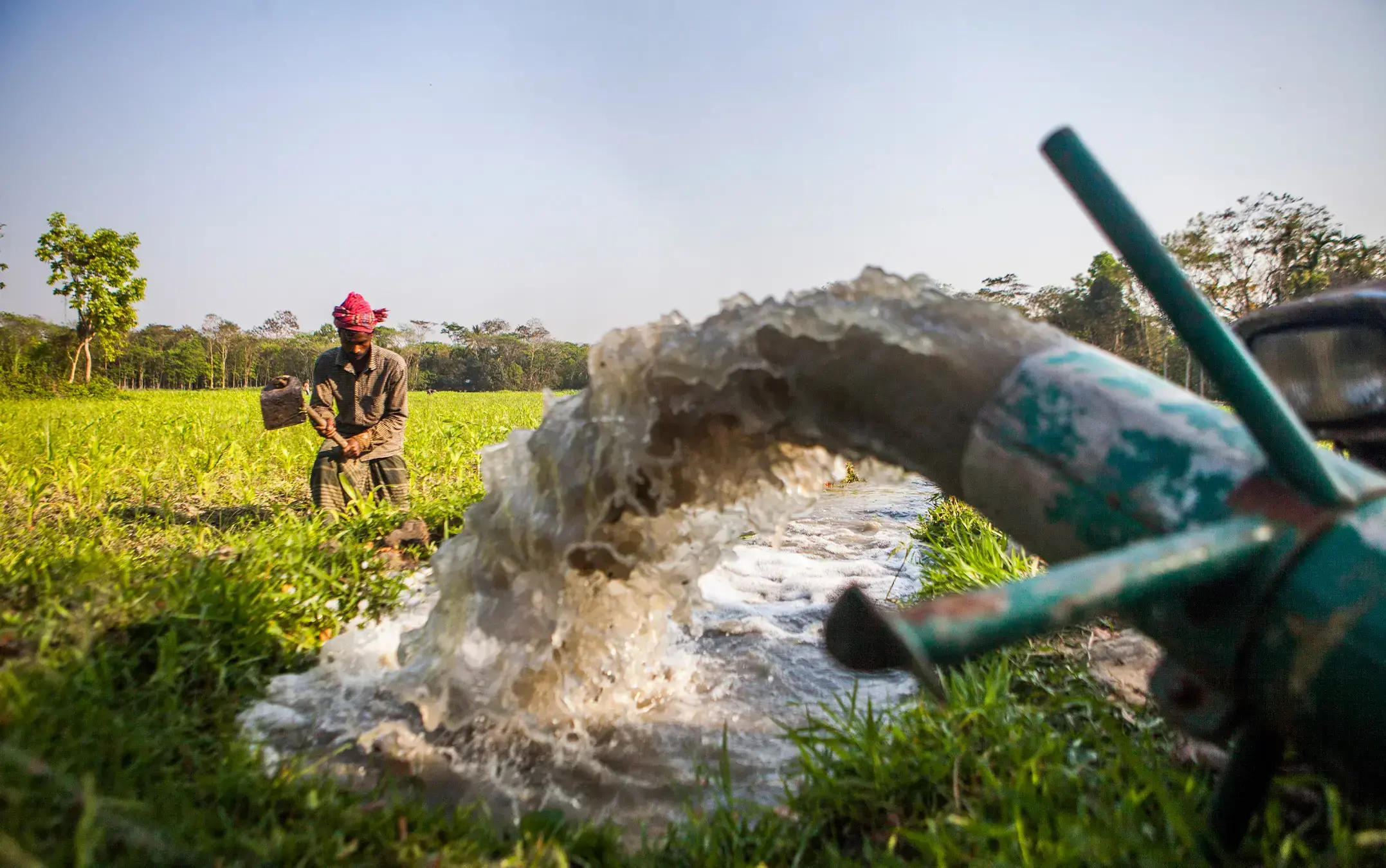 Agricultores plantan arroz en Rajshahi, parte del Barind Tract.