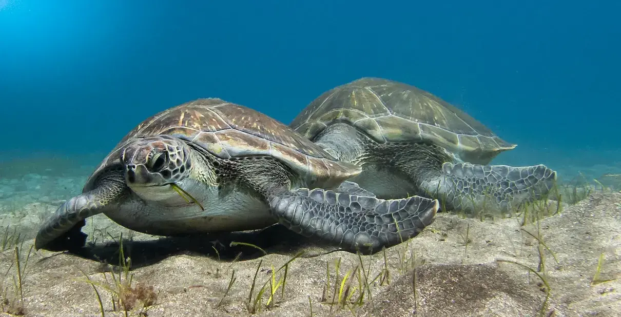 Green sea turtles, like these feeding on seagrass, commonly visit Ghana’s waters.
