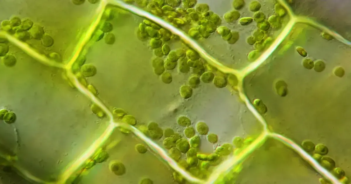 Microscopio muestra cloroplastos moviéndose en células de Elodea a 60x velocidad normal.