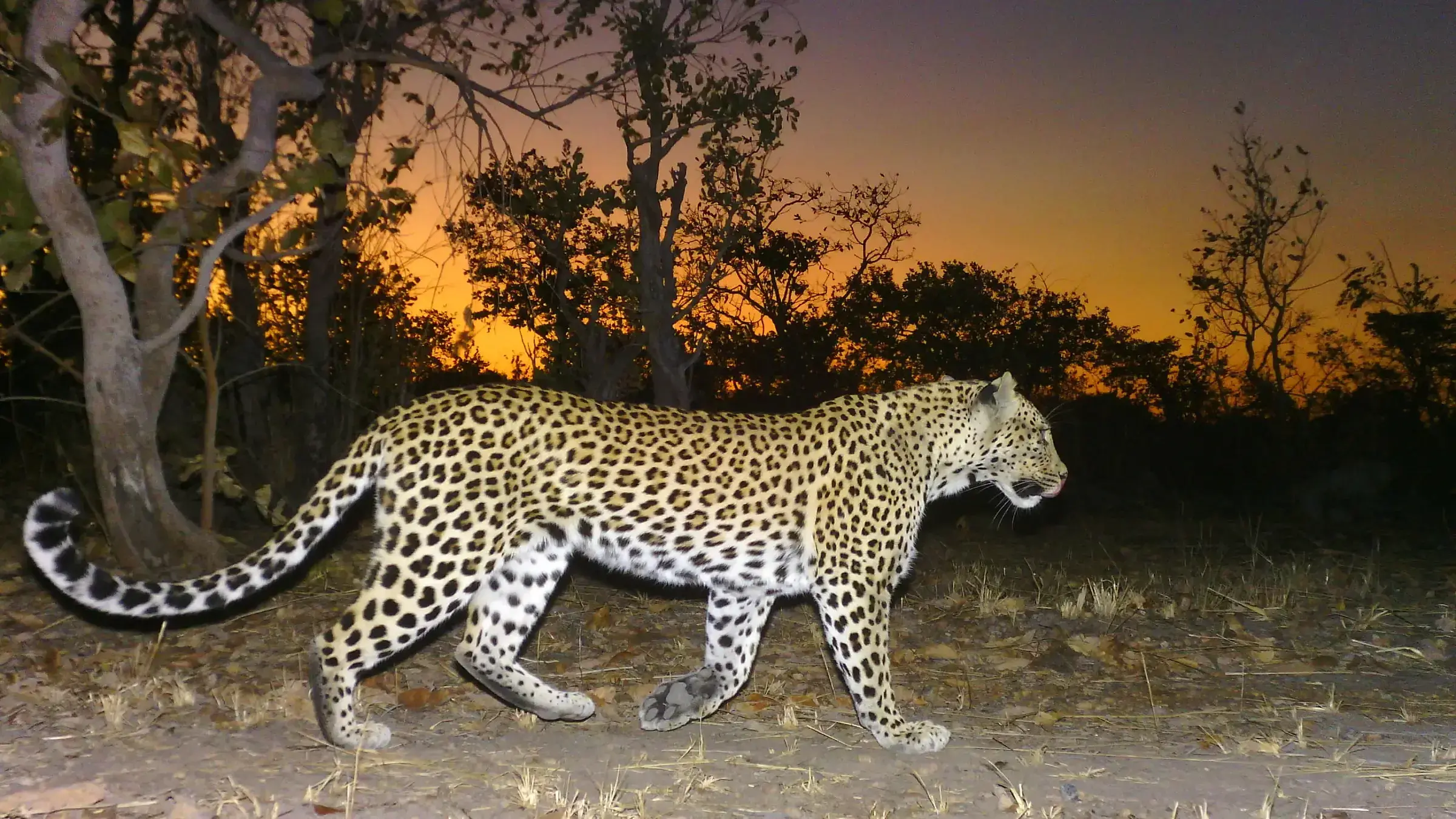 Chisomo M'hango realizando trabajo de campo en la sección Musekese Lumbeya del Parque Nacional Kafue.