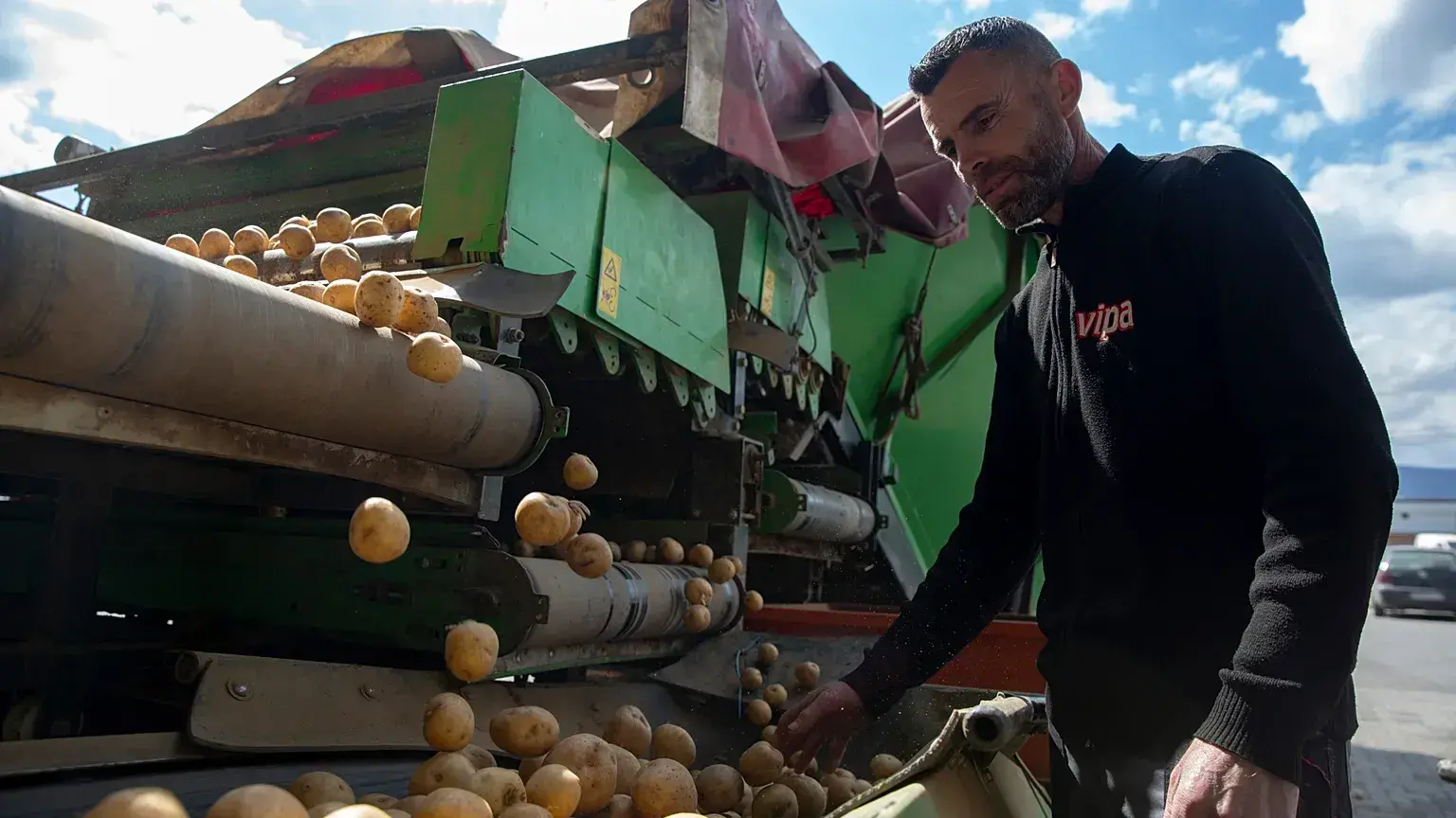 Un trabajador inspecciona las patatas en el pueblo de Pestove, Kosovo, el 26 de marzo de 2026