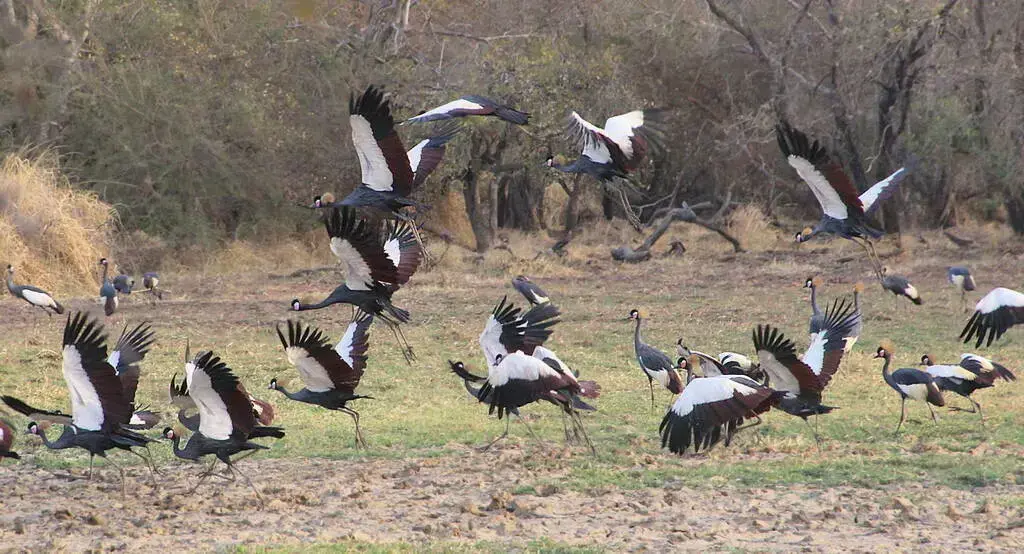 Cigüeña de Abdim en el Parque Nacional Masai Mara, Kenia.