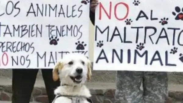 Animales SOS denuncia una sociedad "indolente y cruel" frente al maltrato animal