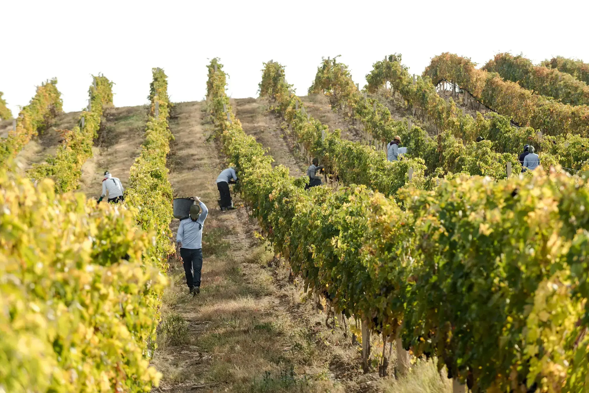 Viñedos en Vayots Dzor, corazón del vino armenio.