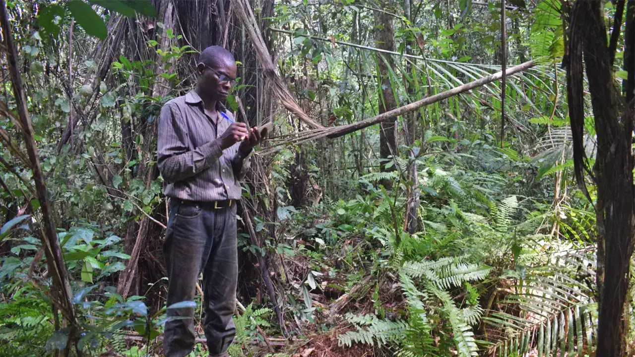 Parte del equipo de investigación viaja en una canoa de troncos en el río Ruki, en la República Democrática del Congo.