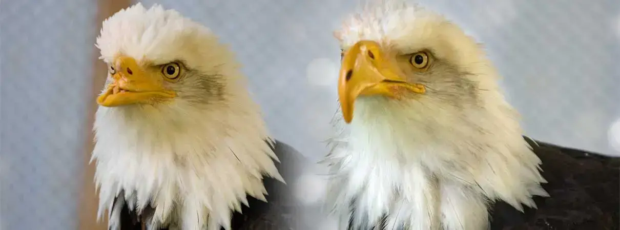 Un secretario recibe una prótesis de pata impresa en 3D en el parque de aves Weltvogelpark Walsrode, Alemania.