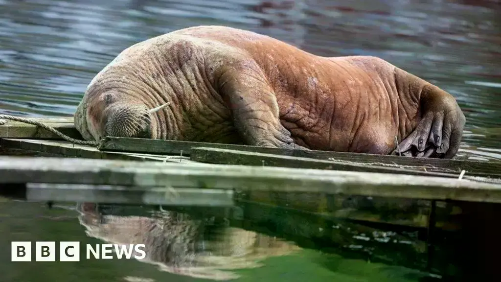 Magnus descansa en un dique flotante en Buerholmen, Noruega, tras su viaje desde Escocia.