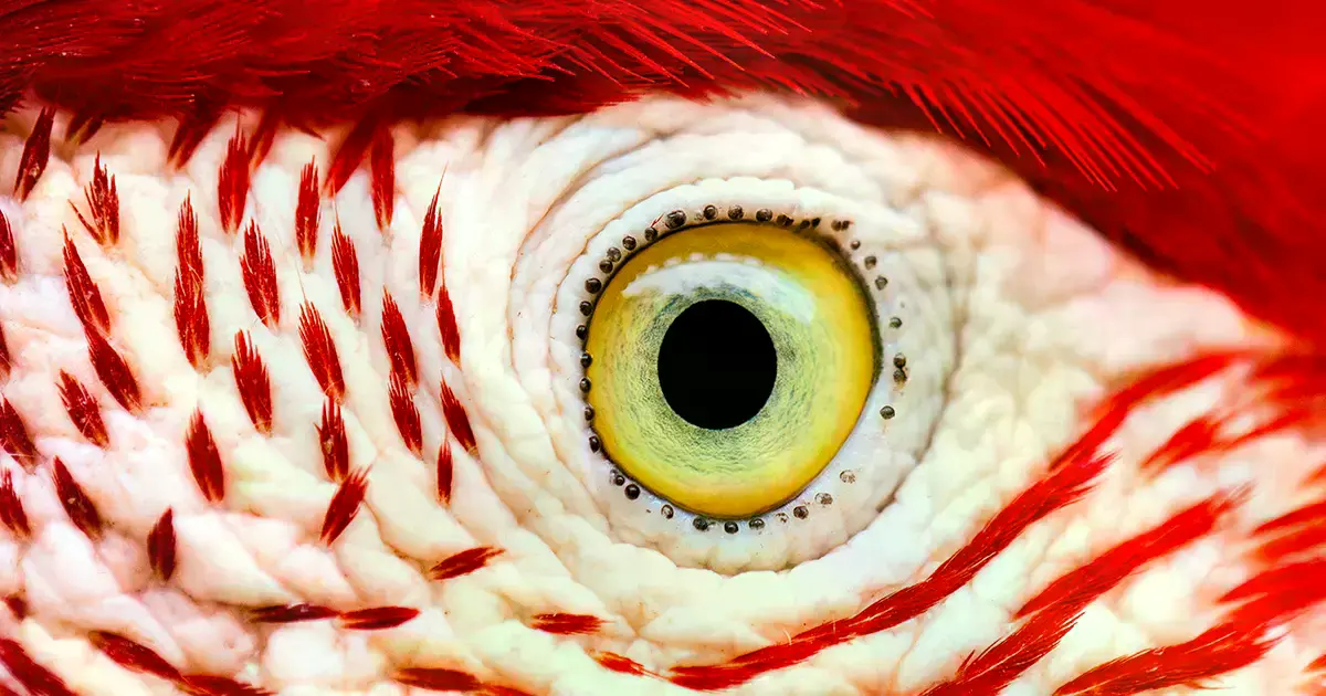 Ojo de una guacamaya roja y verde, sin vasos sanguíneos visibles.