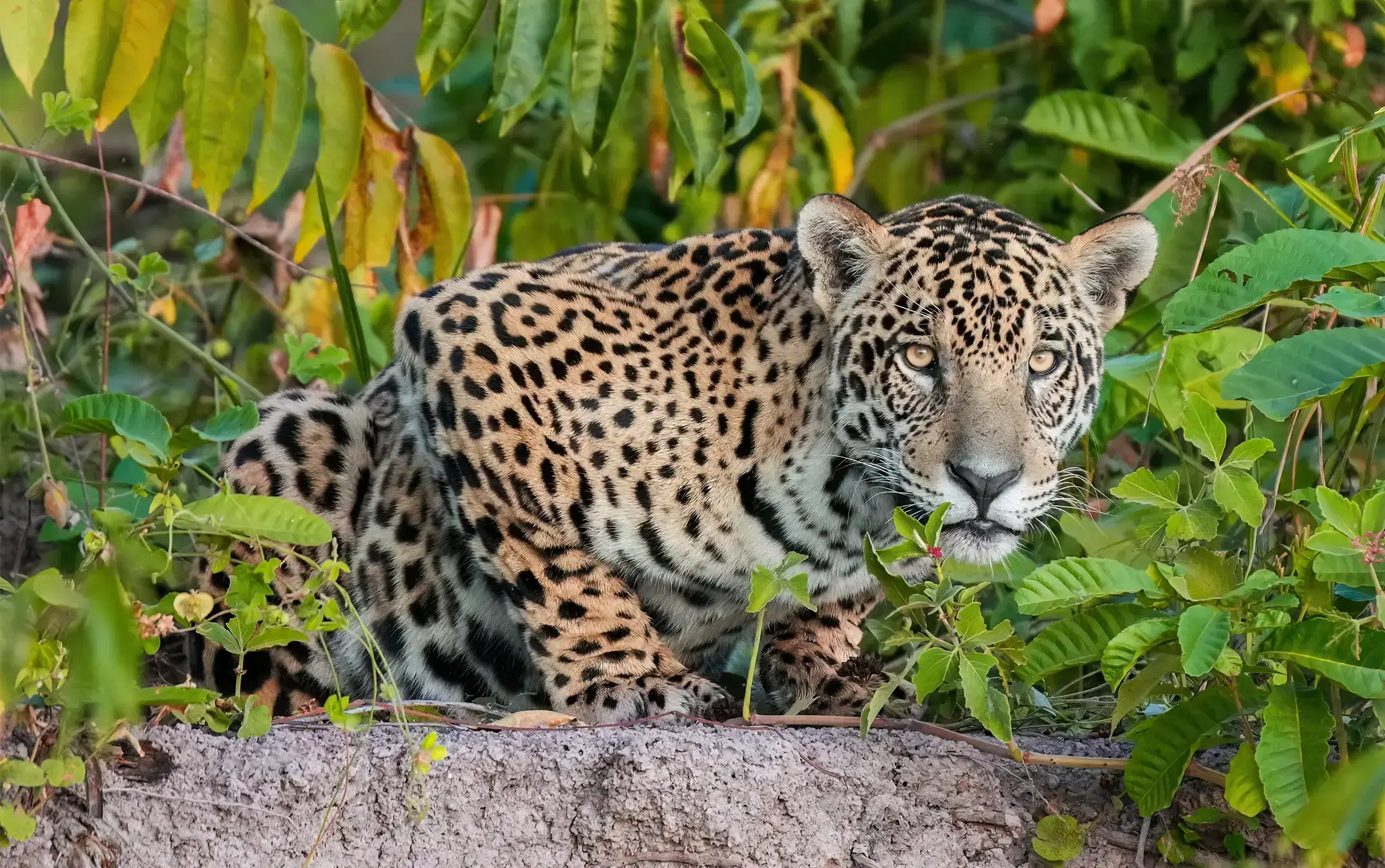 El jaguar hembra siendo puesto bajo custodia por las autoridades durante la operación.