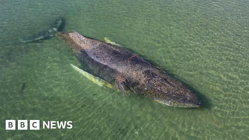 Una ballena jorobada rescatada tras varar en Alemania fue hallada muerta cerca de una isla danesa.