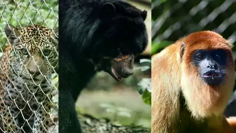 Fotografía de los animales en el albergue Senda Verde