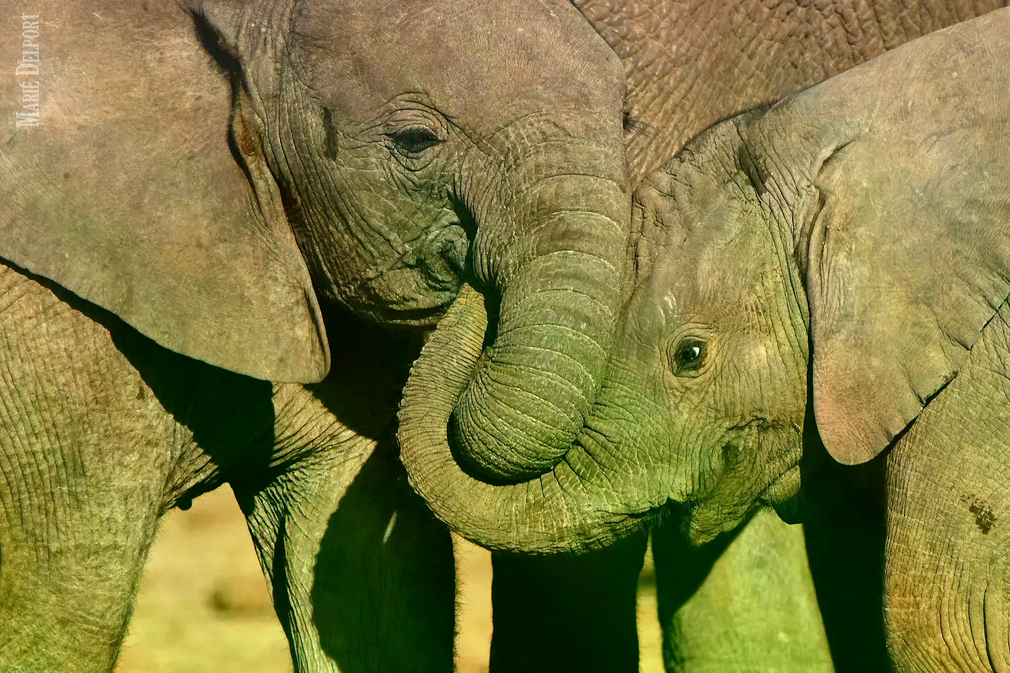 Un elefante de sabana africano en su hábitat natural.