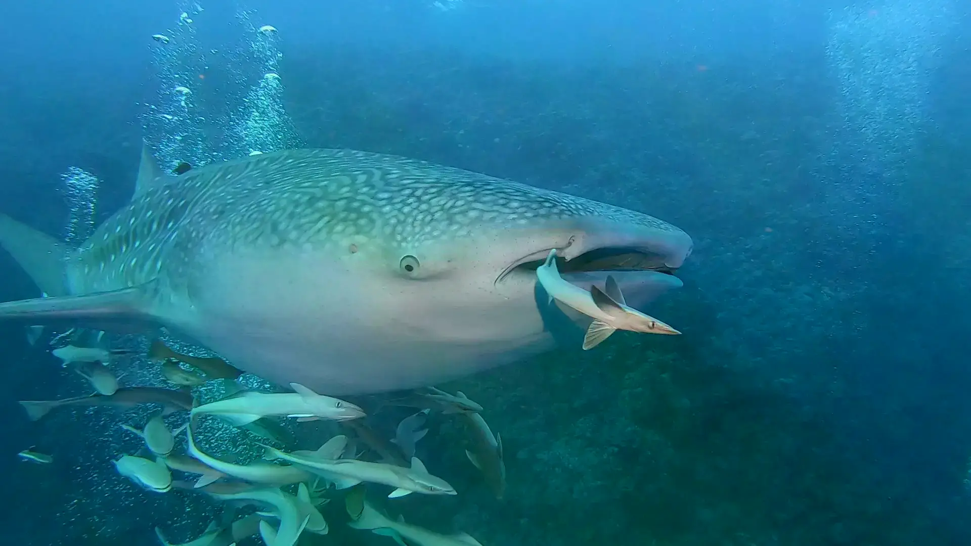 Un tiburón ballena (Rhincodon typus).