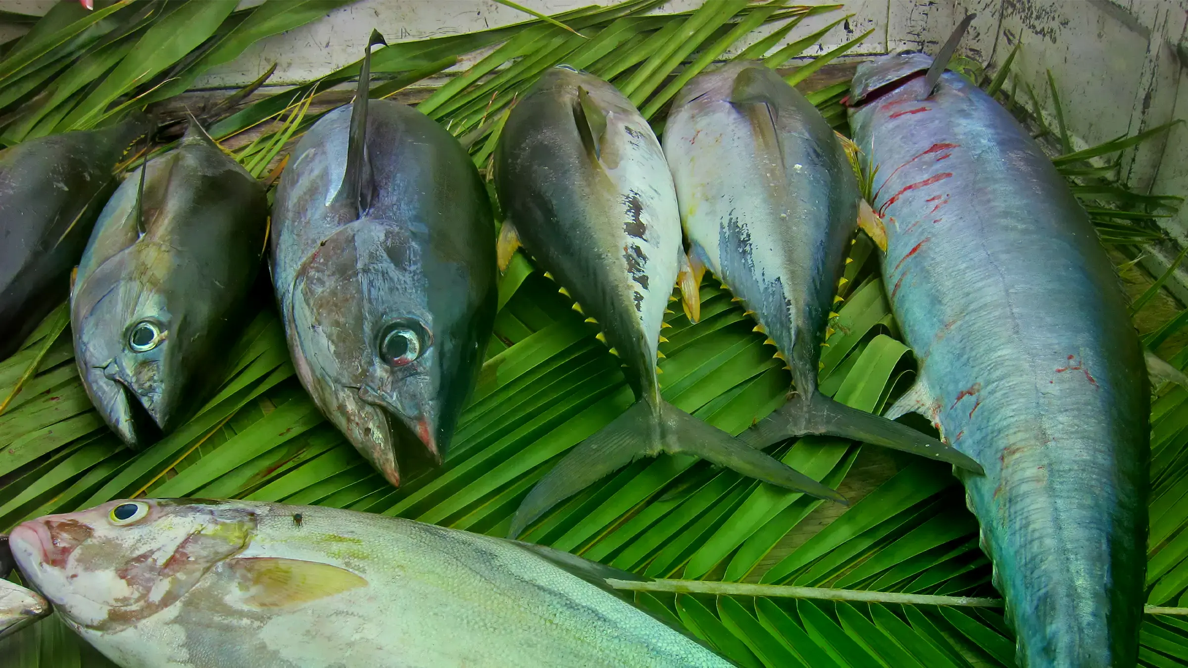 Atún aleta amarilla capturado por pescadores en Seychelles.