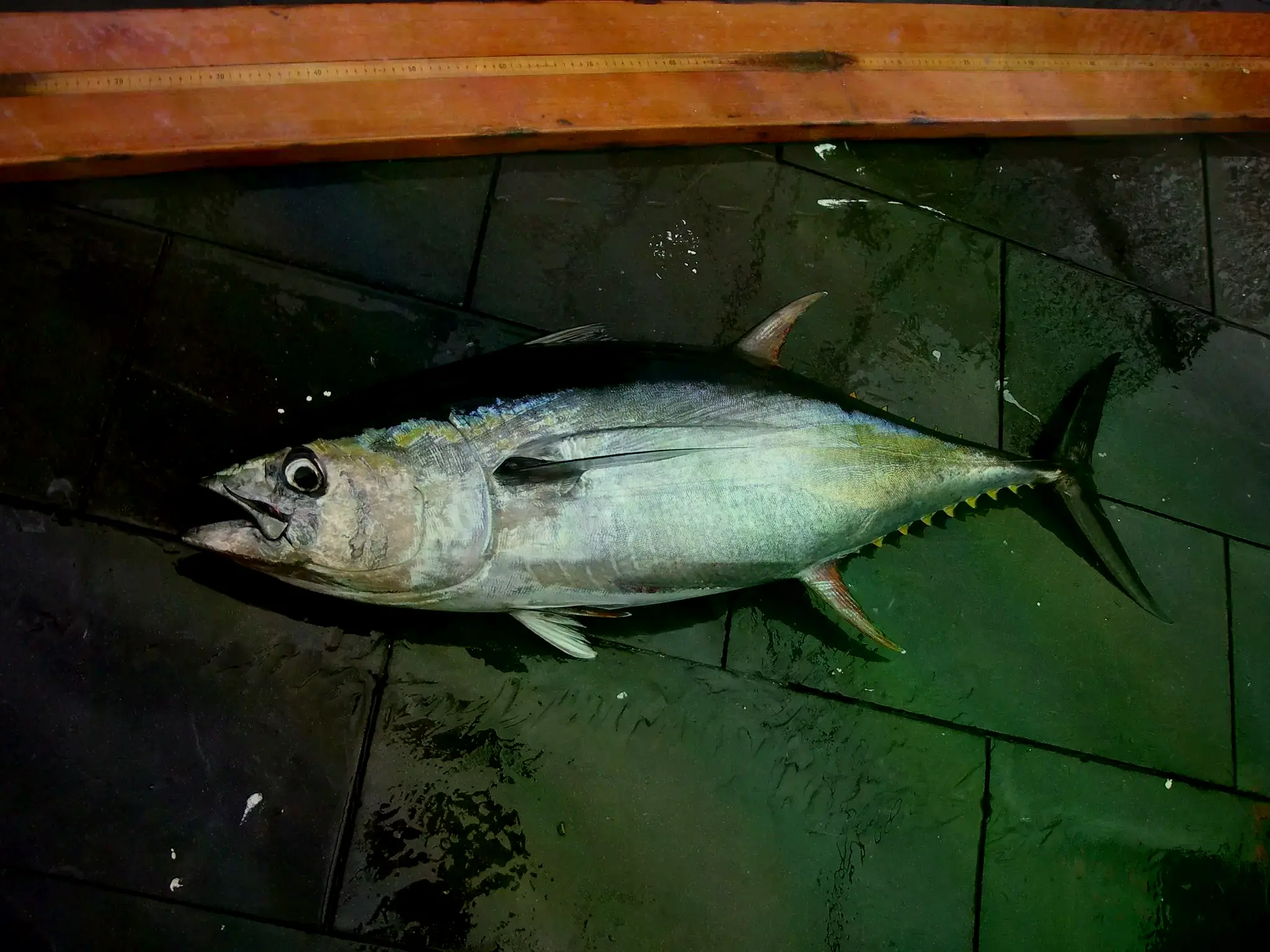 Atun de aleta amarilla (Thunnus albacares). Cortesia del Laboratorio Pascagoula de SEFSC; coleccion de Brandi Noble. NOAA/NMF