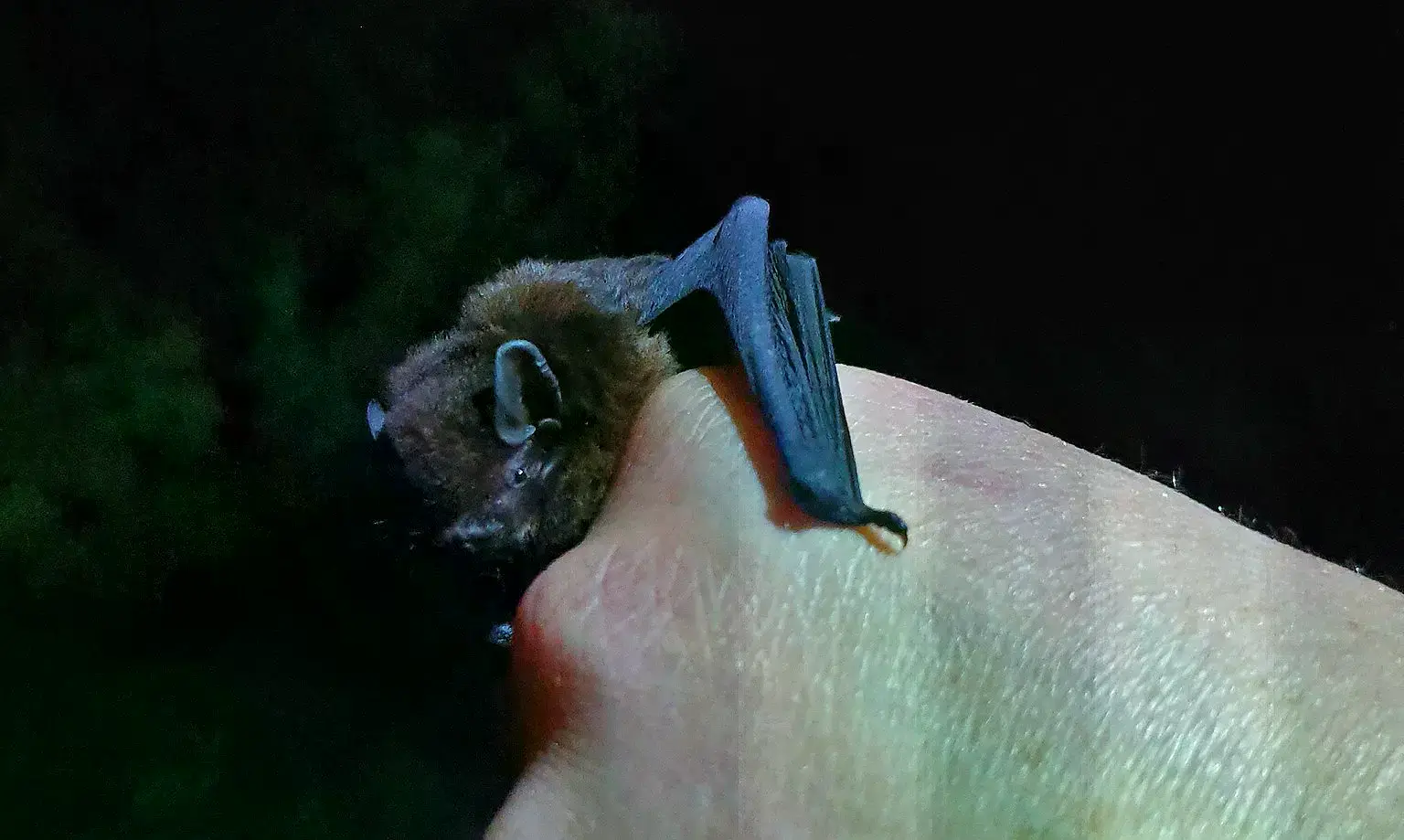 Un murciélago de cola larga de Nueva Zelanda (Chalinolobus tuberculatus) en una imagen de archivo.