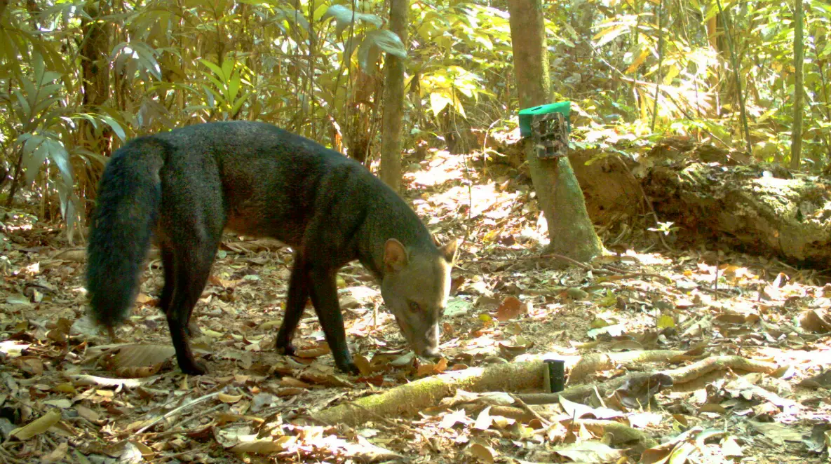 El perro de orejas cortas habita en la Amazonía y prefiere los bosques intactos.