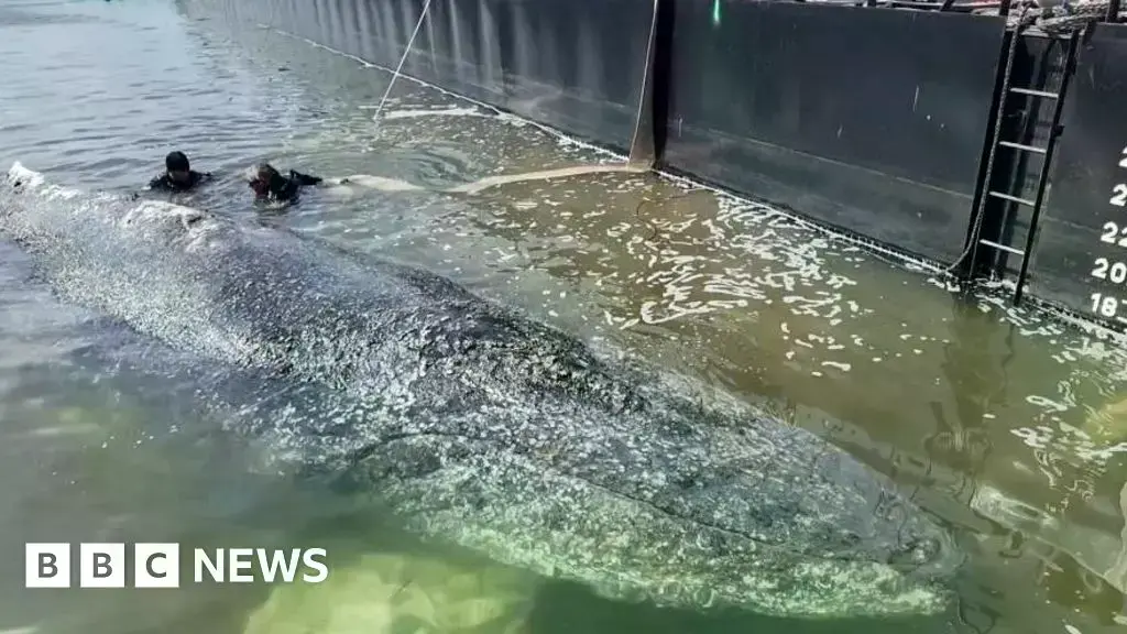 La ballena, fotografiada a finales de abril cuando fue liberada en el mar