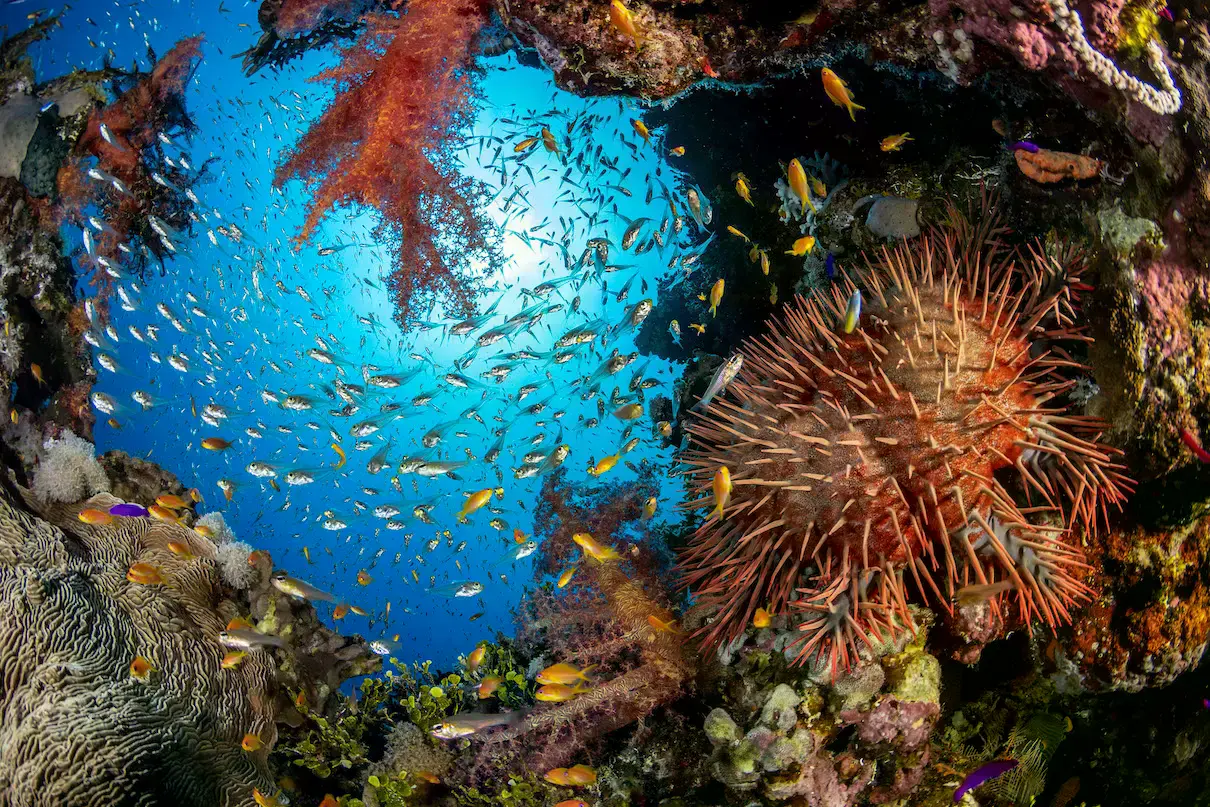 Solo alrededor del 10% de las especies marinas han sido descritas formalmente.