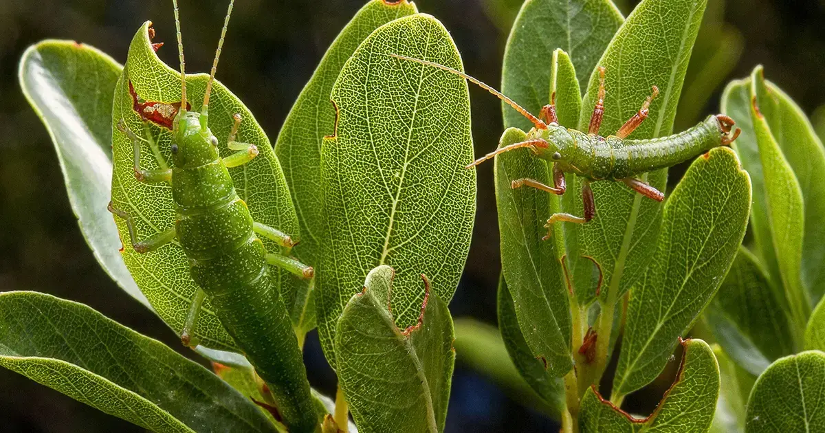 El ecotipo verde del insecto palo Cristina's timema se mimetiza con hojas anchas; otros ecotipos se camuflan con hojas estrec