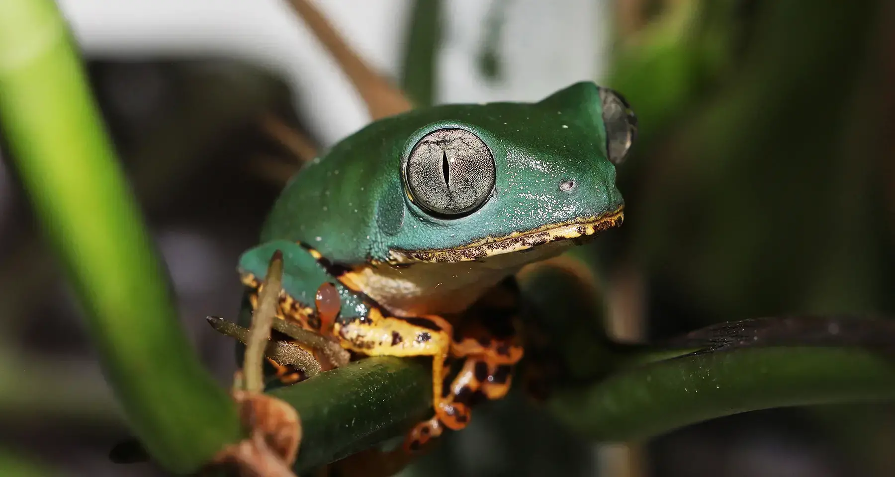 Imagen del estudio mostrando la evolución del paisaje amazónico con signos de regeneración vegetal.