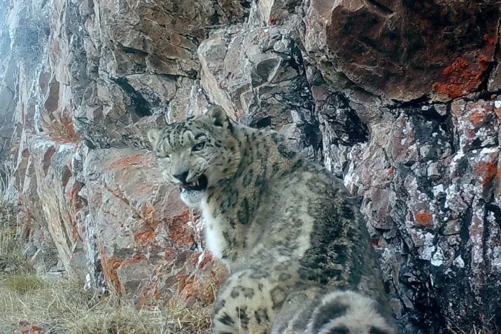 Un leopardo de las nieves (Panthera uncia) captado por una cámara trampa de la Fundación Ilbirs.