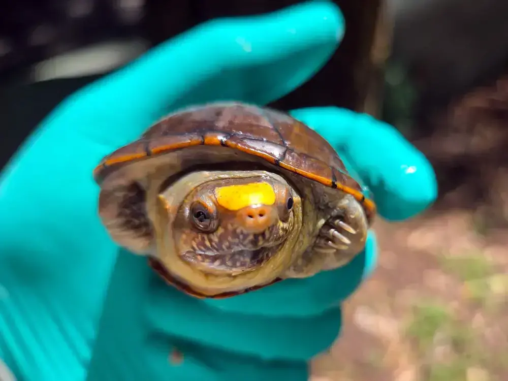 Una de las más de 900 tortugas pecho quebrado de Tabasco (Kinosternon acutum) incautadas por las autoridades. Estas tortugas