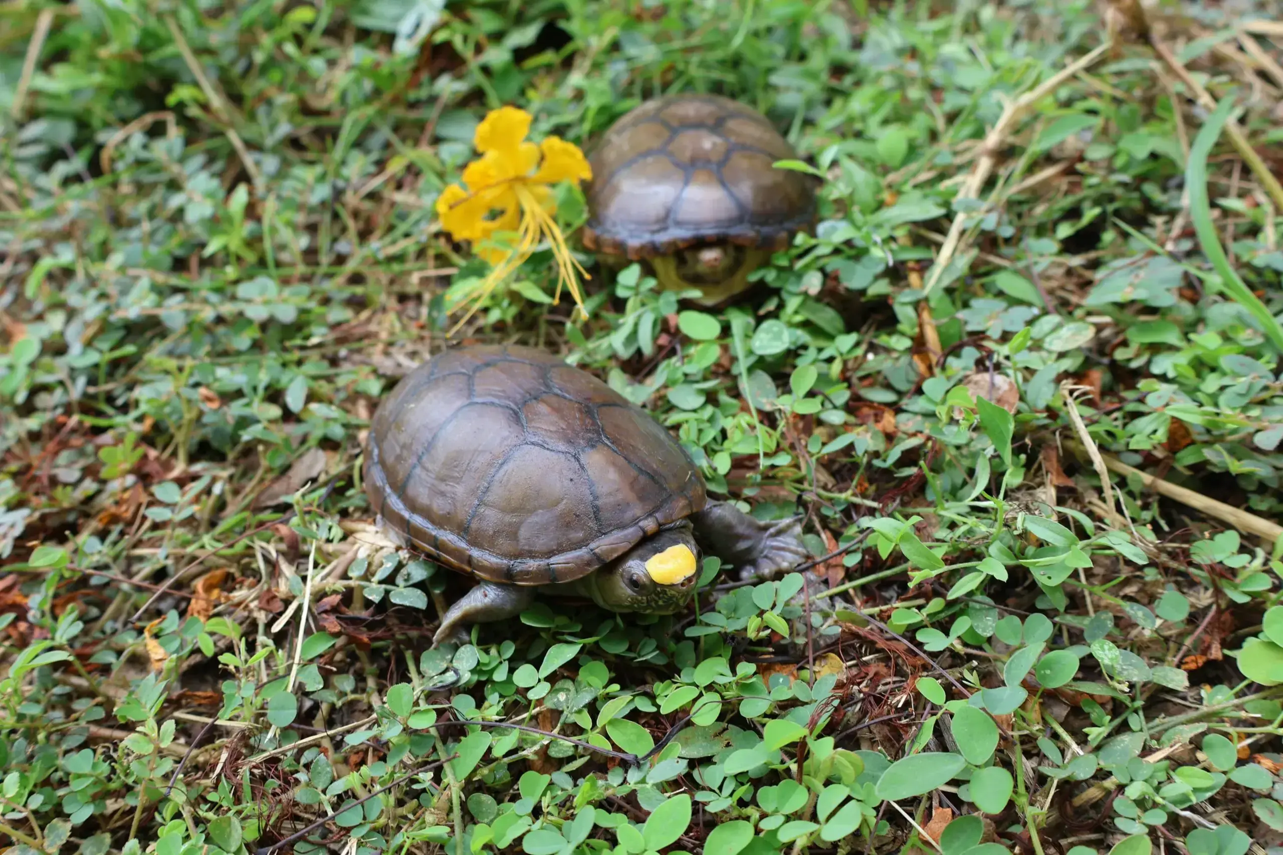 La tortuga casquito de Vallarta mide solo 10 centímetros y es la más pequeña del mundo.