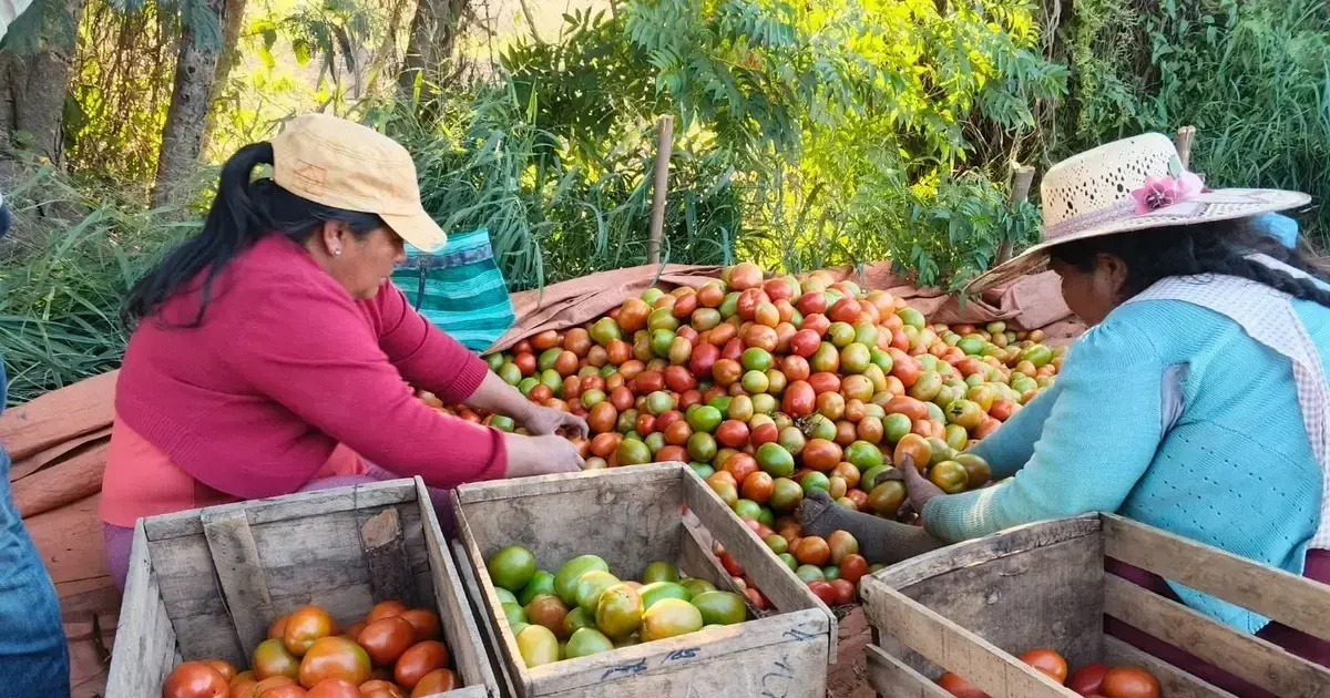 Productores vallunos
