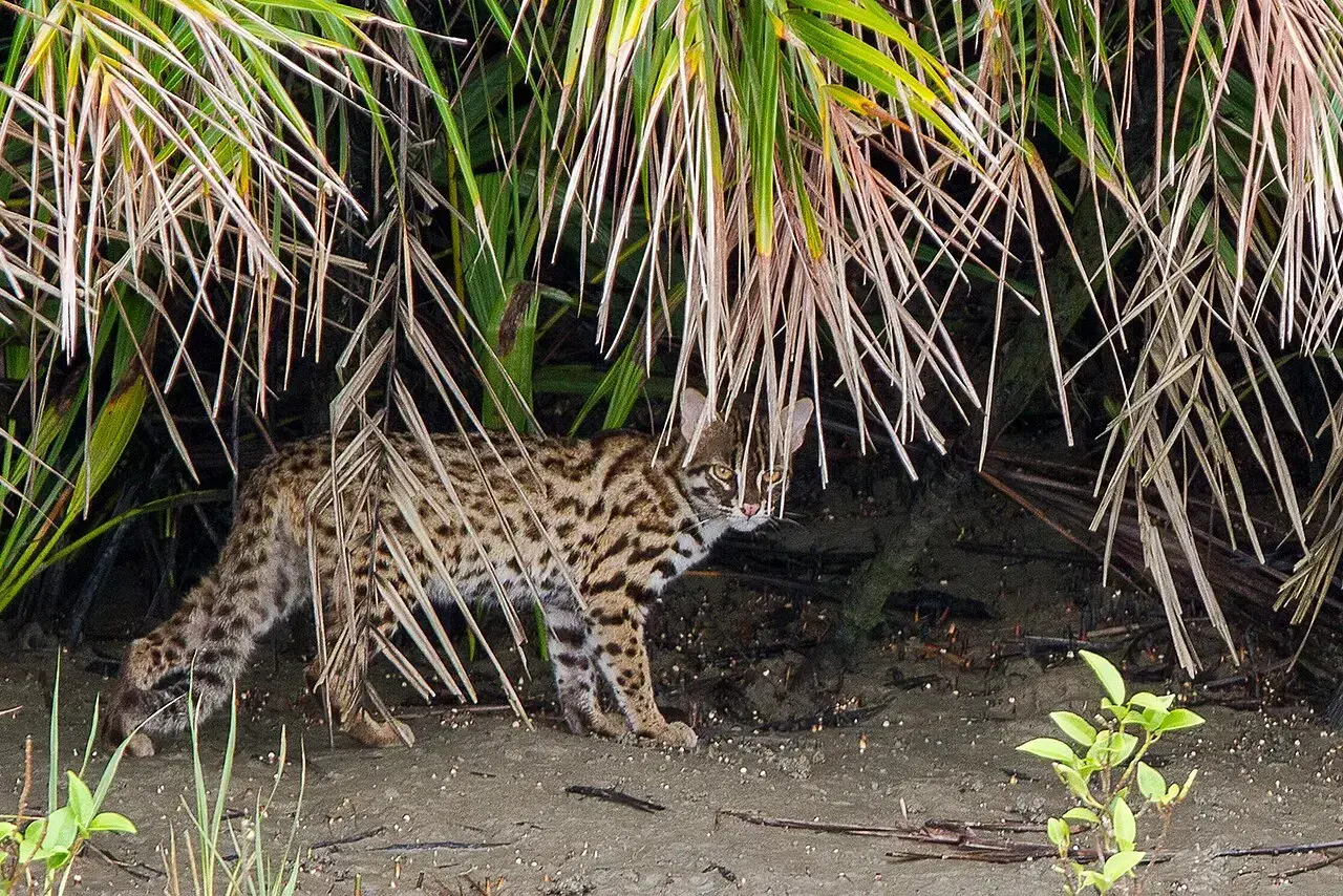 Un gato leopardo en el Lejano Oriente ruso, donde convive con leopardos y tigres pero recibe poca atención.