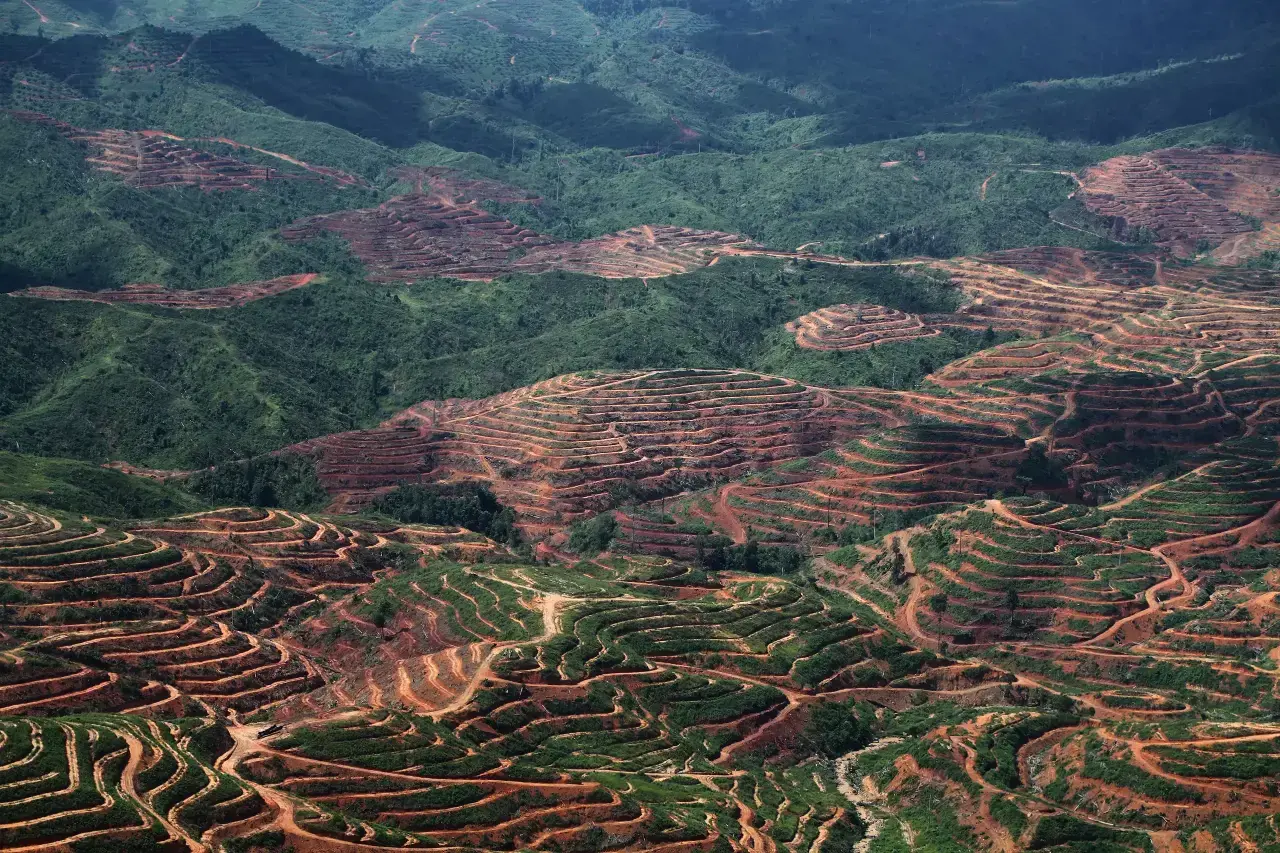 Deforestación para una plantación de palma aceitera en Sumatra.