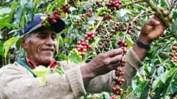 Productor de café.