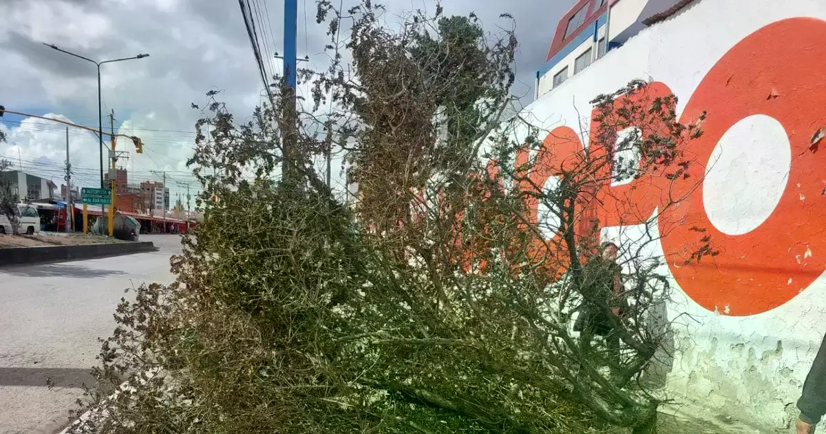 Investigan la destrucción de un árbol de Kiswara en la Ceja de El Alto