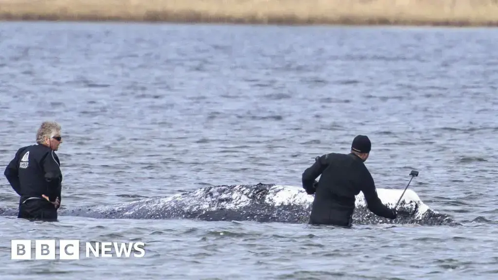 La ballena quedó varada en aguas poco profundas frente a la isla alemana de Poel a principios de mes.