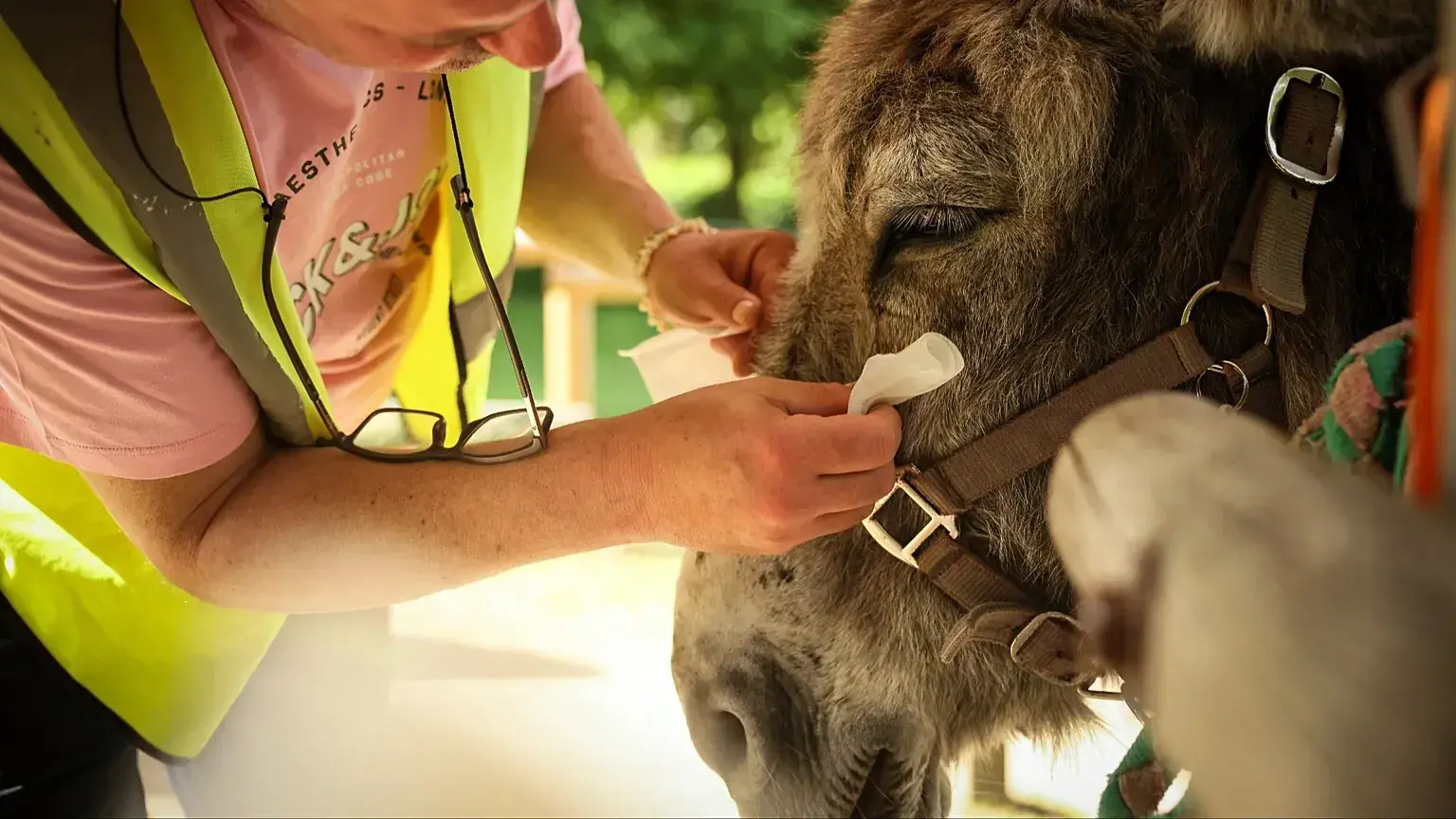 Una paciente con trastornos de salud mental limpia los ojos de un burro durante una sesión de terapia con animales en París,