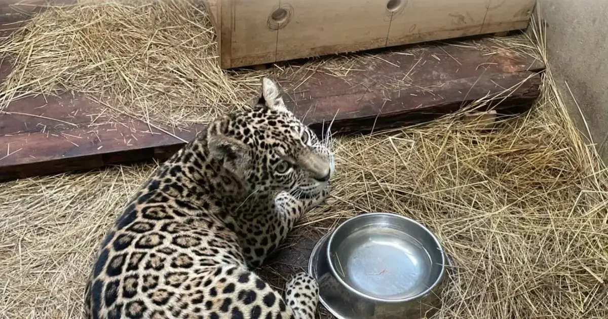 Shiva la jaguar logra llegar a La Paz tras semanas de bloqueos