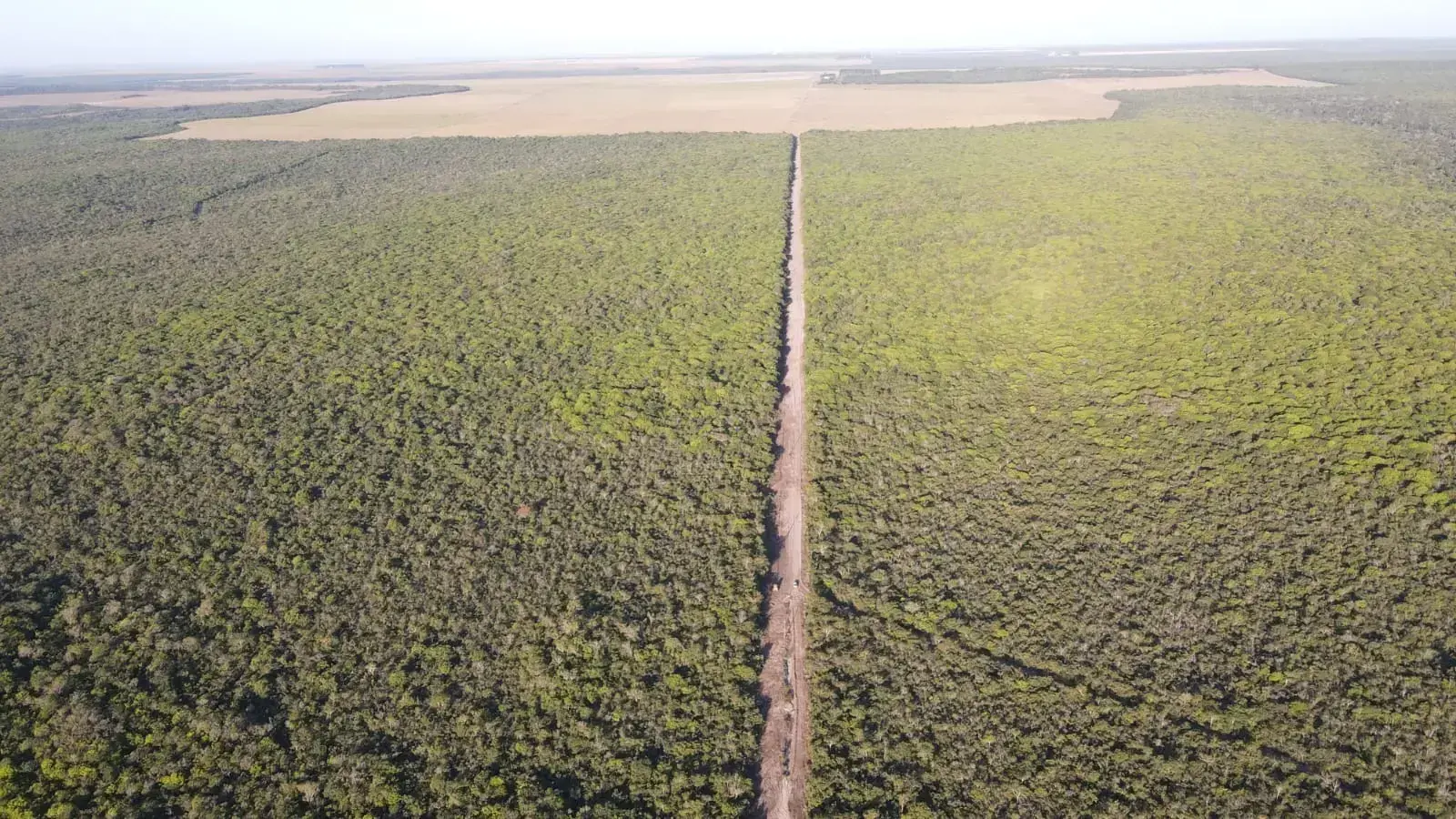 Un proyecto en Brasil paga a agricultores para conservar bosques en el Amazonas y el Cerrado